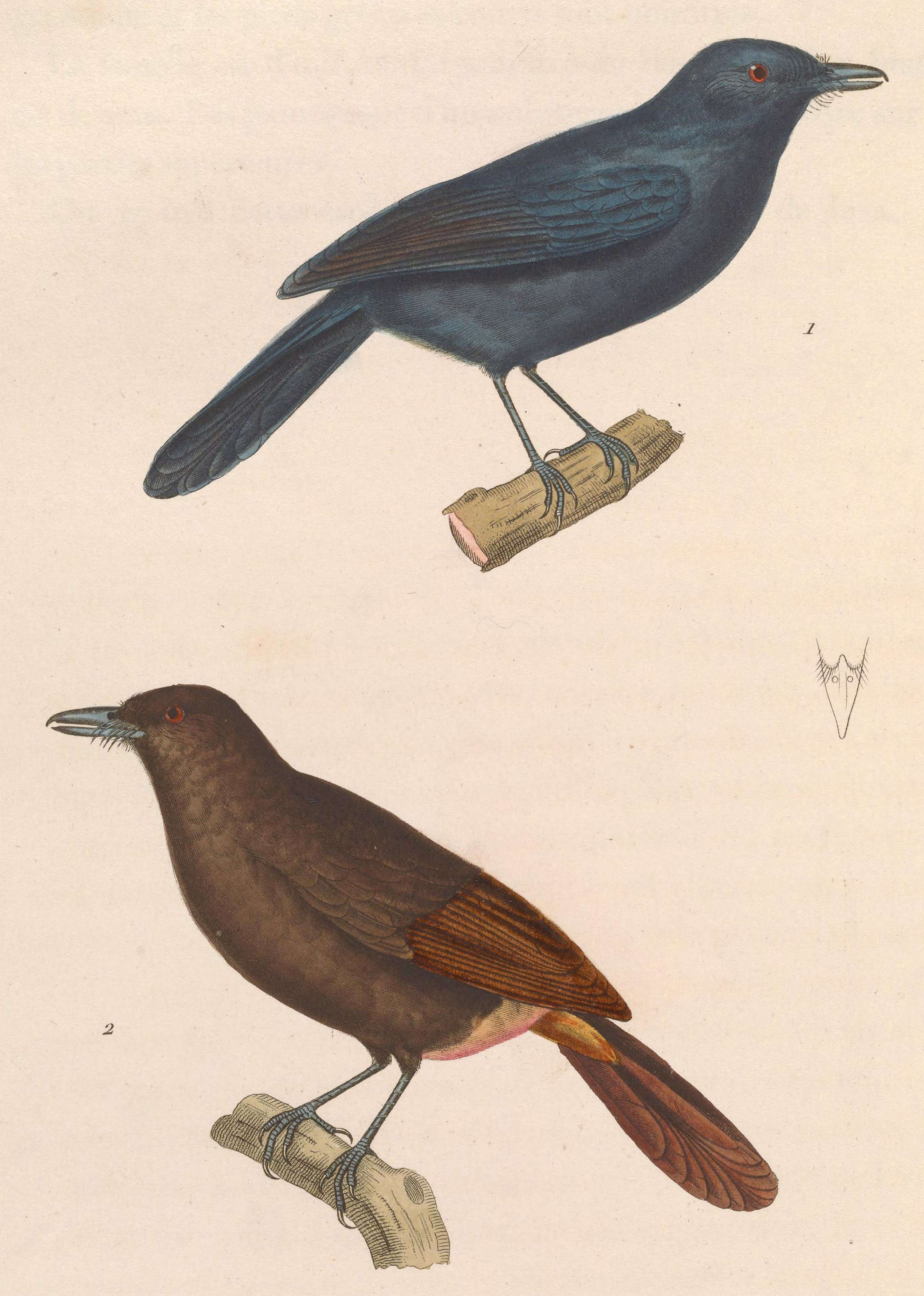 Image of Cinereous Antshrike