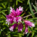 Imagem de Polygala nicaeensis subsp. corsica (Bor.) Graebner fil.