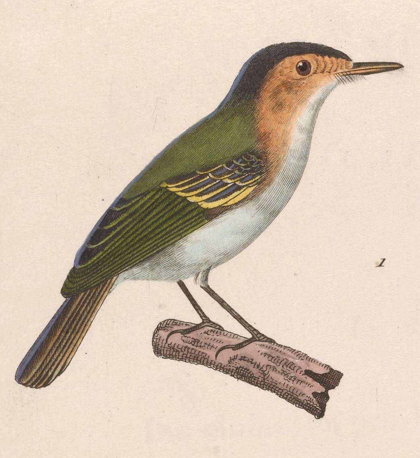 Imagem de Poecilotriccus Berlepsch 1884