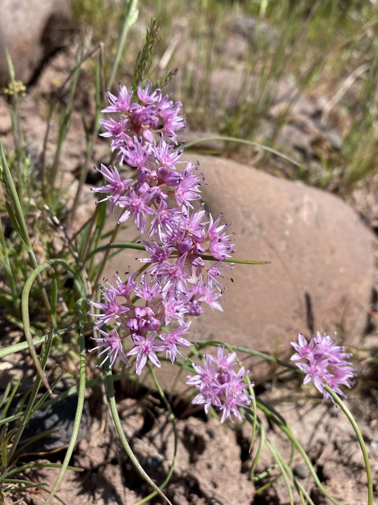 Image of rock onion