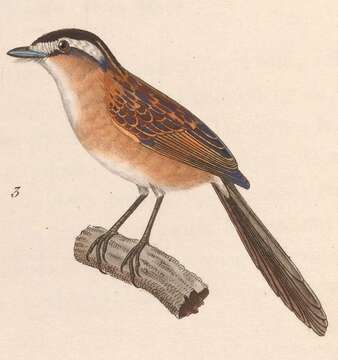 Image of Culicivora Swainson 1827