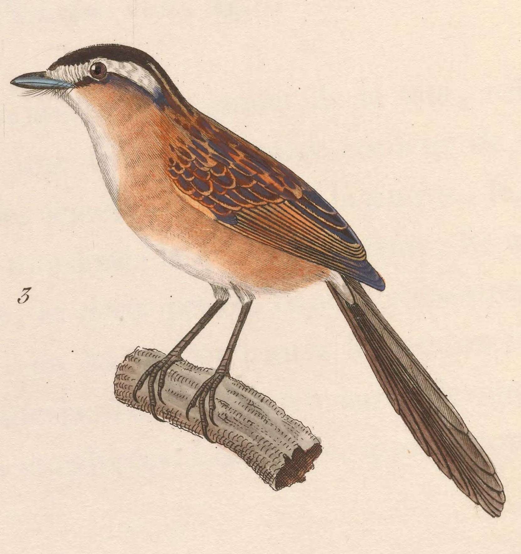 Image of Culicivora Swainson 1827