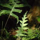 Image of false golden polypody