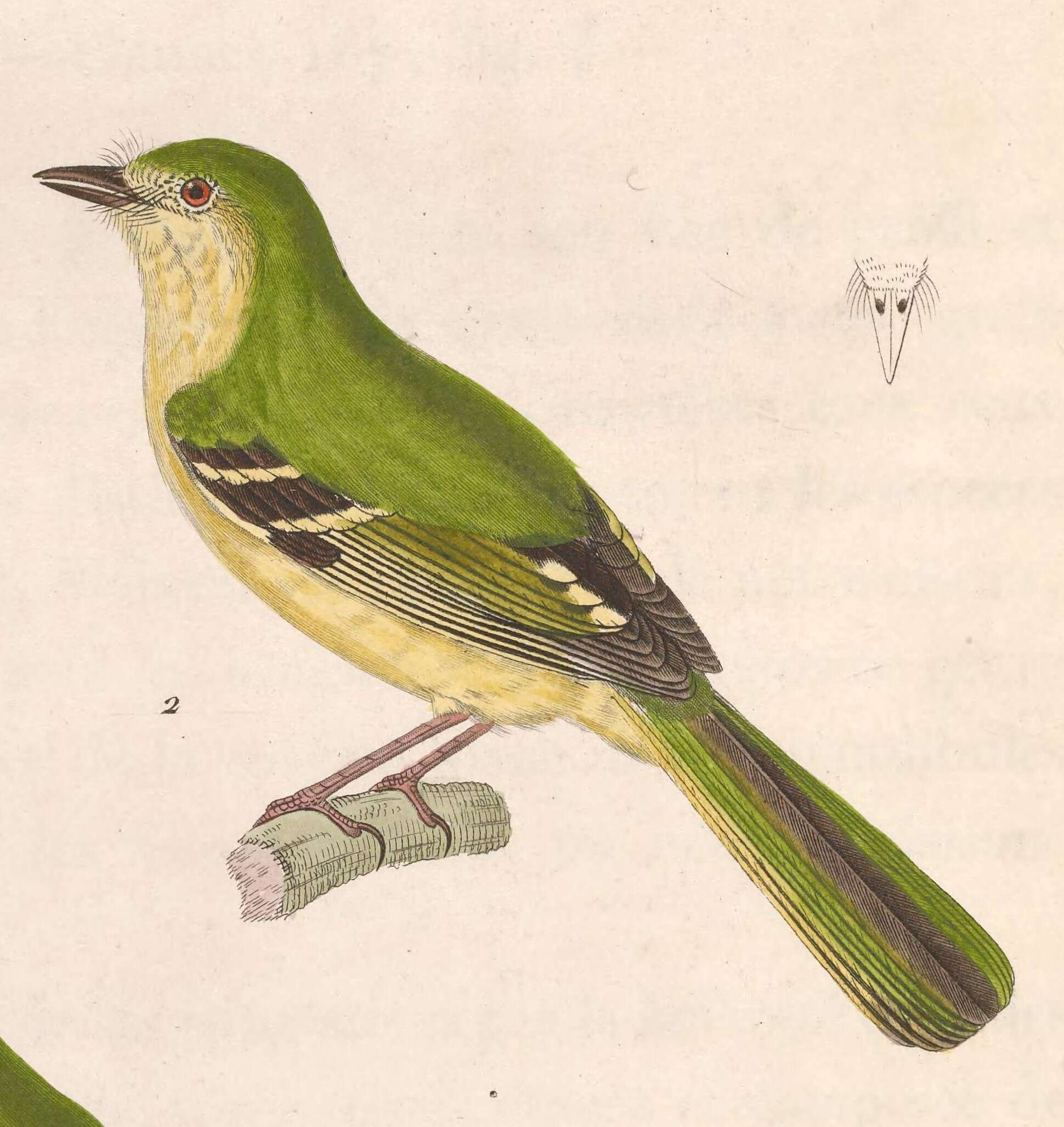 Phylloscartes ventralis (Temminck 1824)的圖片