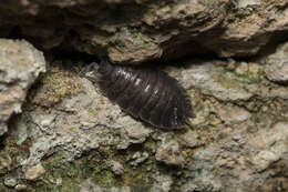 Image of Porcellio obsoletus Budde-Lund 1885