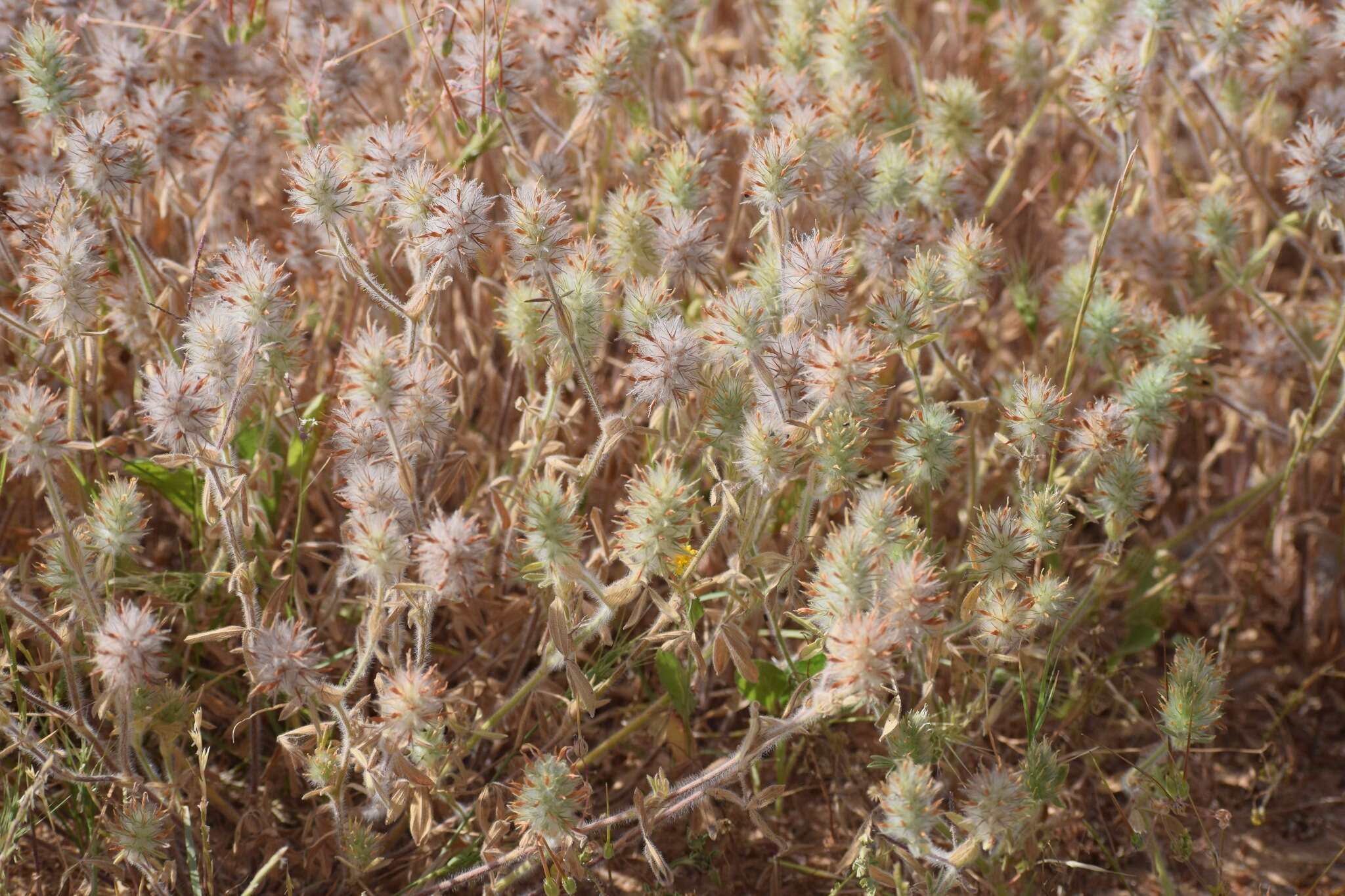 Imagem de Trifolium palaestinum Boiss.