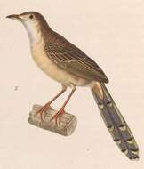 Image of Prinia Horsfield 1821