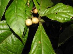 Image of Cordia nodosa Lam.