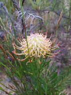 Image of narrow-leaf pincushion