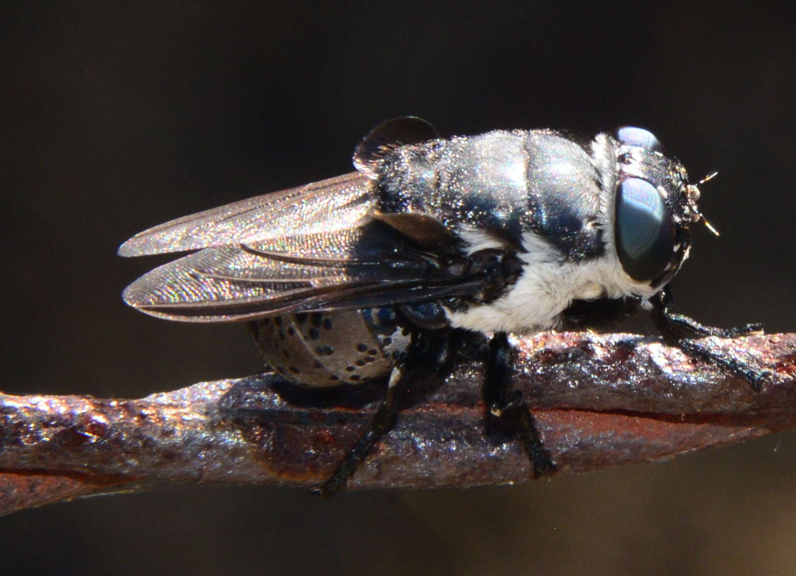 Cuterebra latifrons Coquillett 1898 resmi