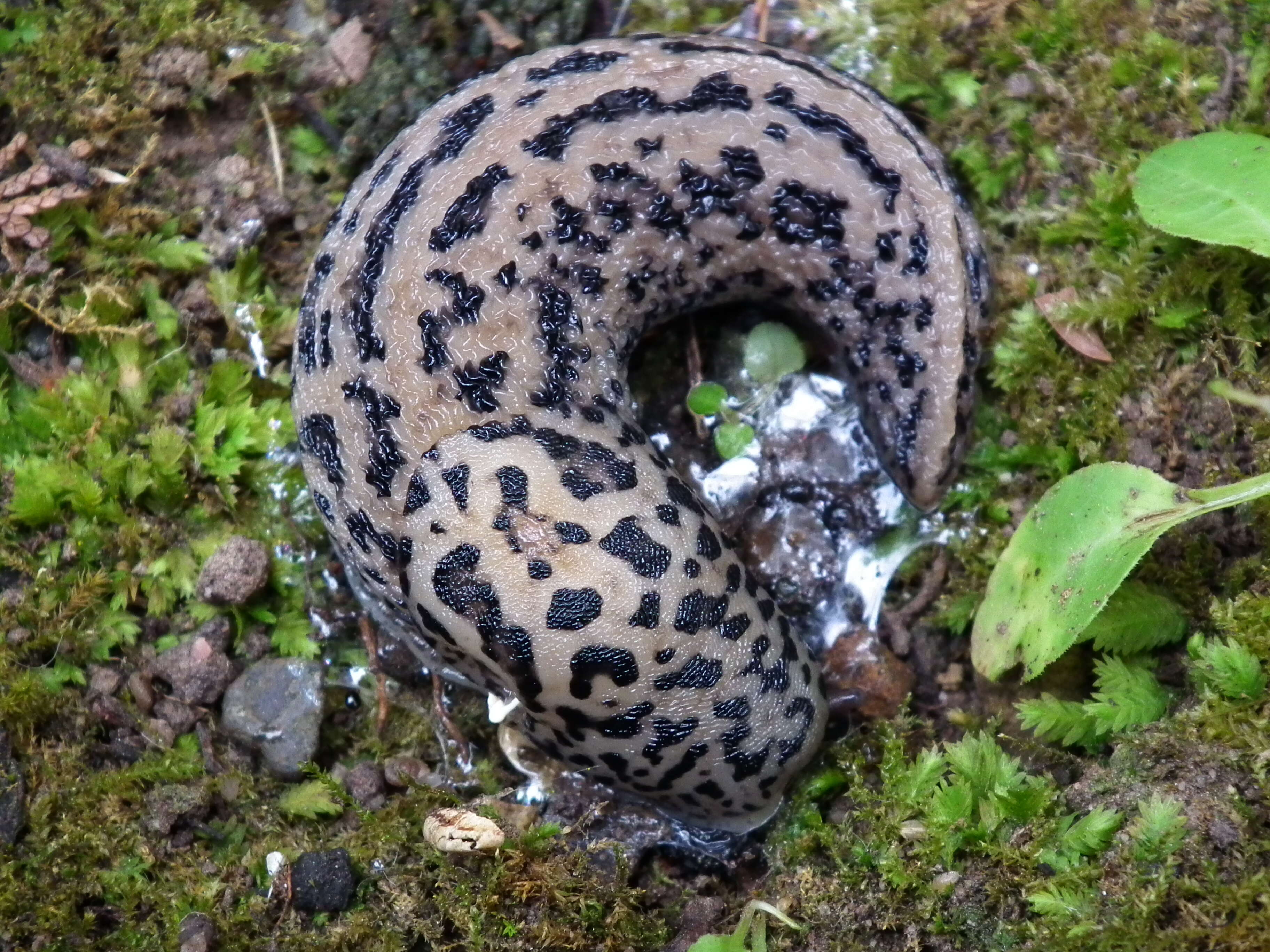 Image of garden slugs