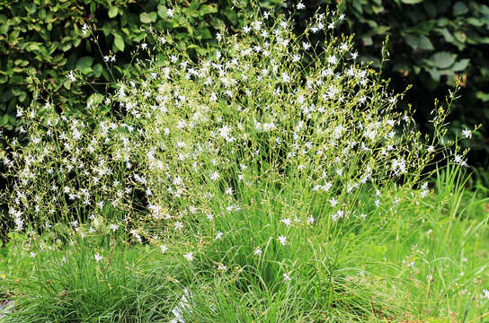 Image of Branched St Bernard's lily