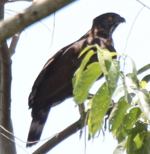 Nisaetus lanceolatus (Temminck & Schlegel 1845) resmi