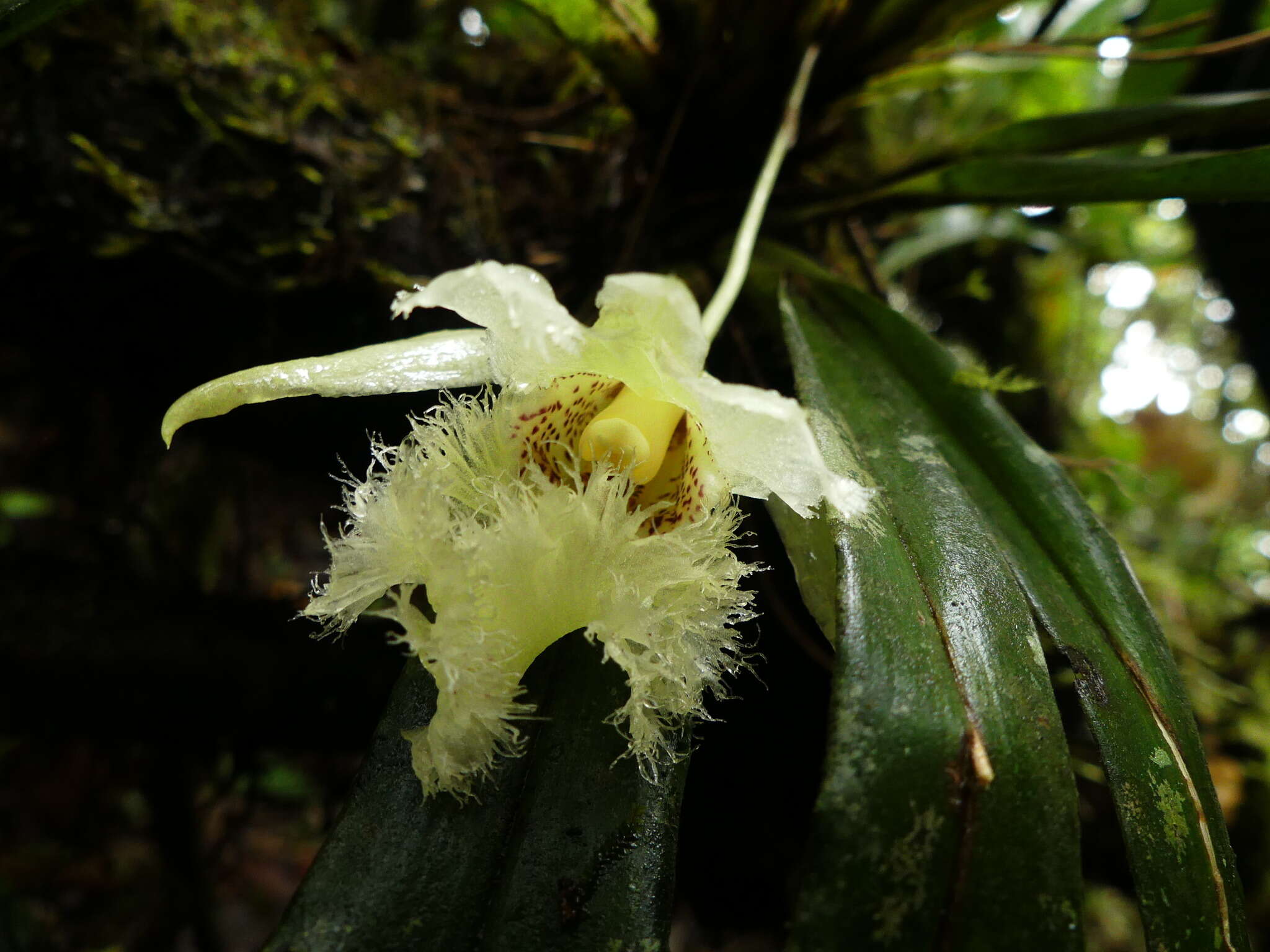 Image de Chondroscaphe embreei (Dodson & Neudecker) Rungius