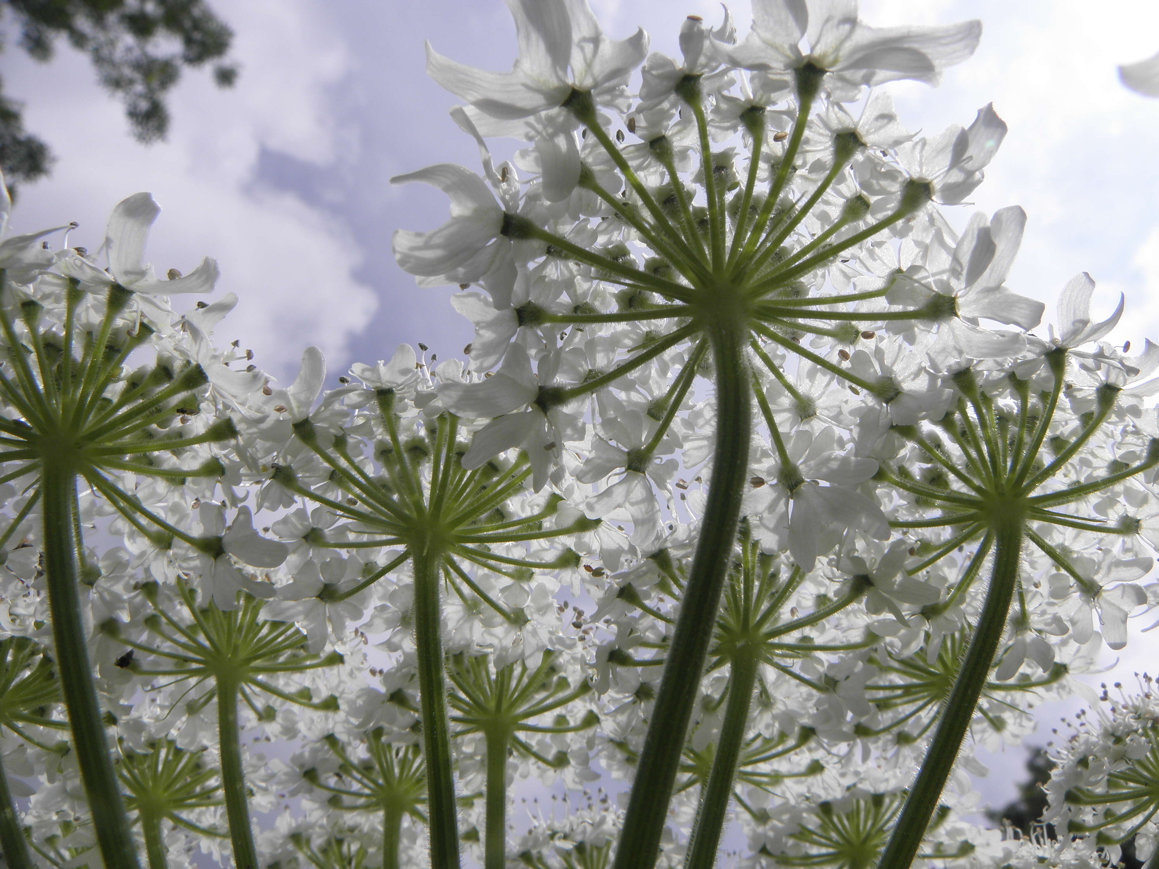 Image of Mantegazzi's Cow-Parsnip