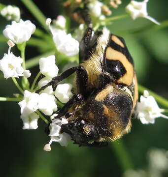 Image of Trichius orientalis Reitter 1894