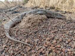 Image of Savannah Monitor