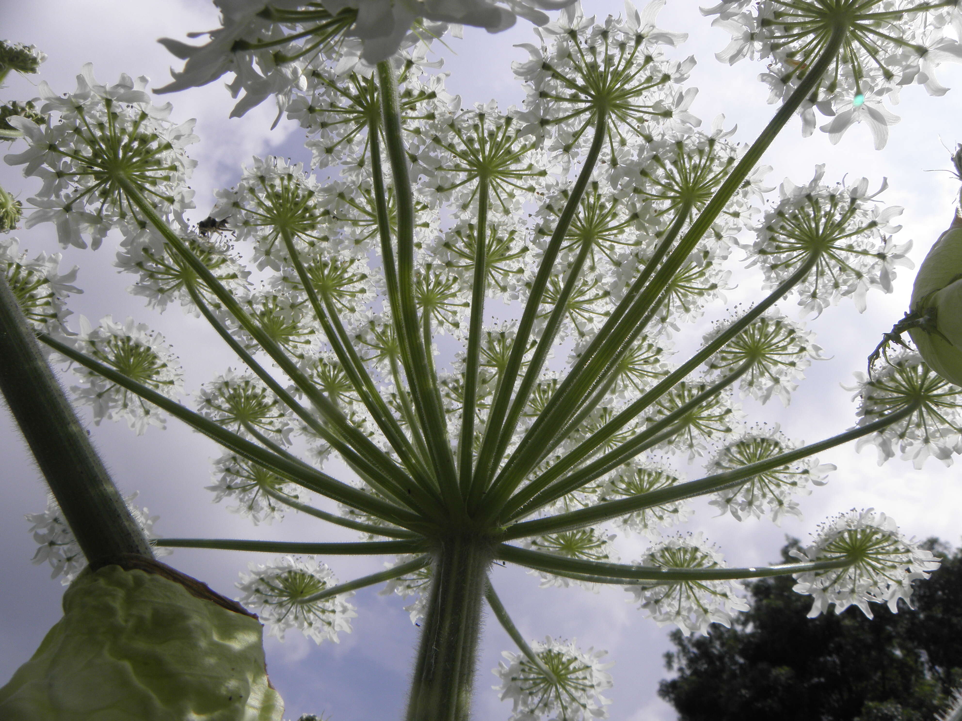 Image of Mantegazzi's Cow-Parsnip