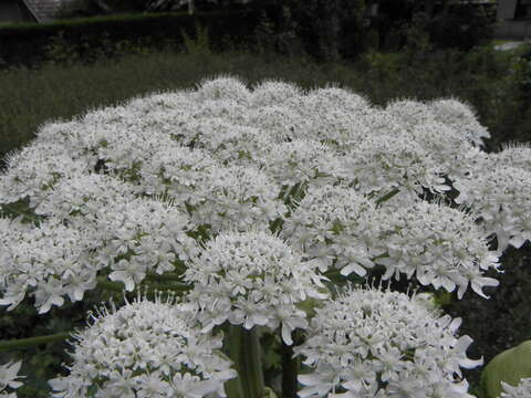 Image of Mantegazzi's Cow-Parsnip