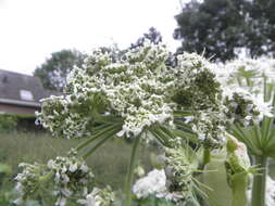 Image of Mantegazzi's Cow-Parsnip