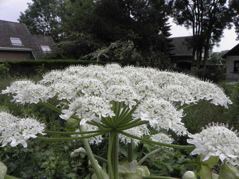 Image of Mantegazzi's Cow-Parsnip