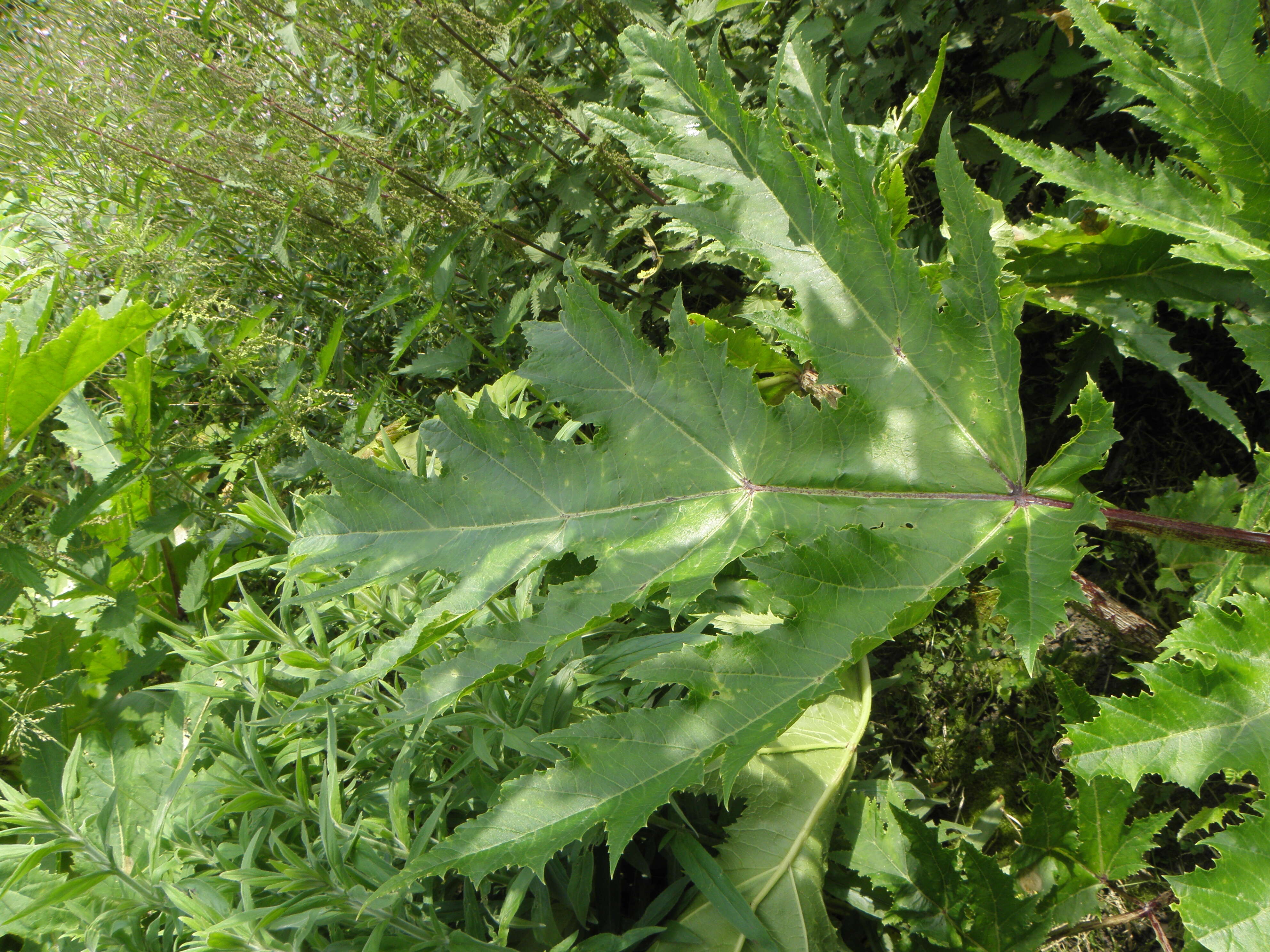 Image of Mantegazzi's Cow-Parsnip