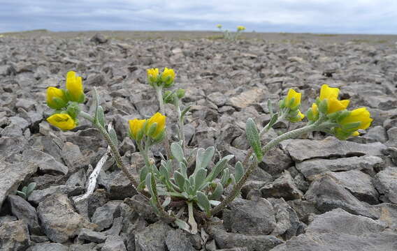 Image of arctic bladderpod