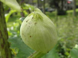 Image of Mantegazzi's Cow-Parsnip