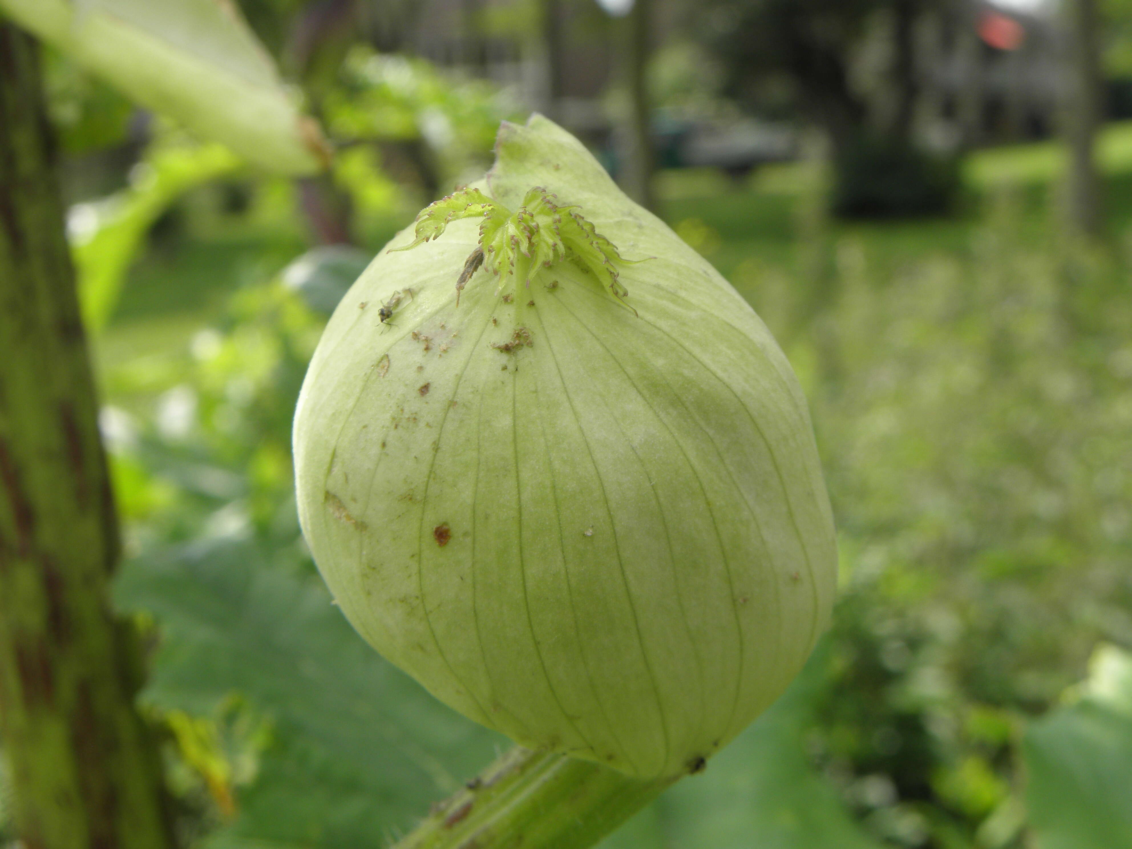 Image of Mantegazzi's Cow-Parsnip