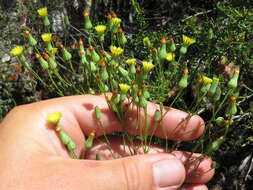 Image of Cleveland's desertdandelion