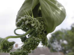 Image of Mantegazzi's Cow-Parsnip