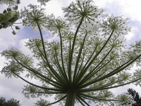 Image of Mantegazzi's Cow-Parsnip