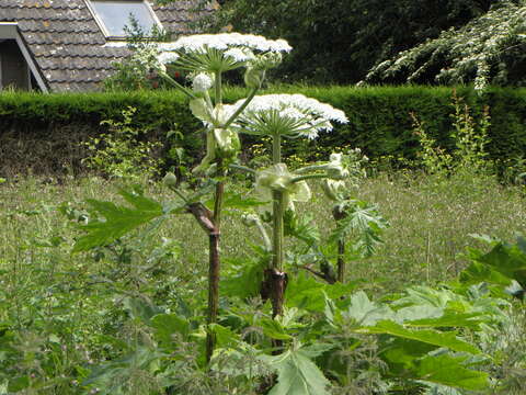 Image of Mantegazzi's Cow-Parsnip