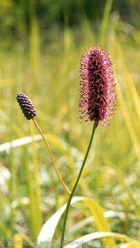 Image of Small-Head Burnet