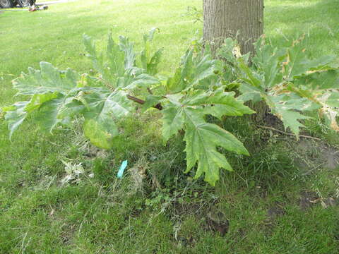 Image of Mantegazzi's Cow-Parsnip