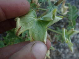 Image of Kern County larkspur