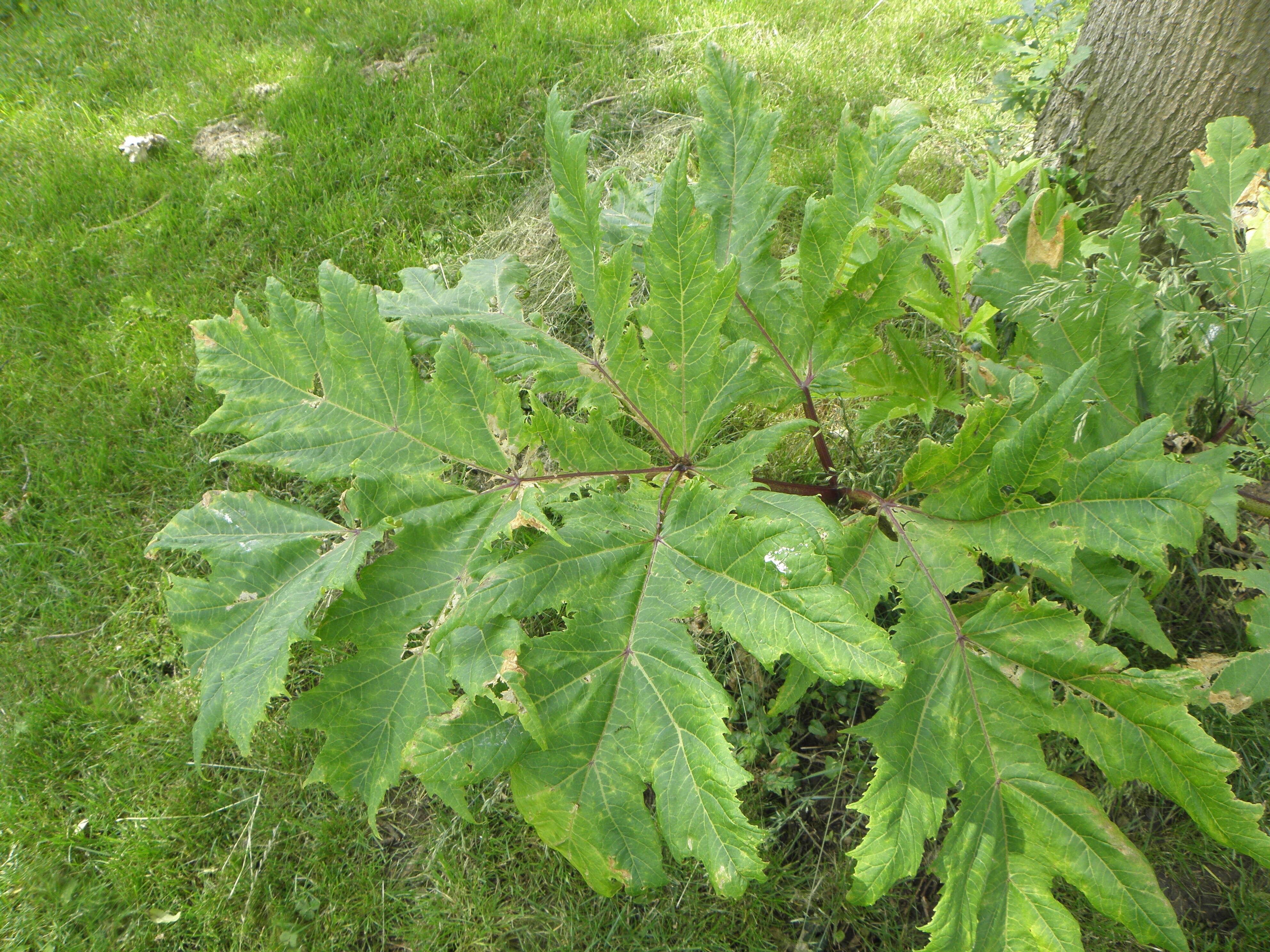 Image of Mantegazzi's Cow-Parsnip