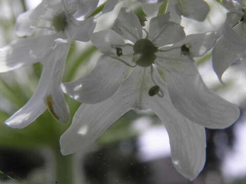 Image of Mantegazzi's Cow-Parsnip