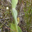 Image of Pterygodium cleistogamum (Bolus) Schltr.