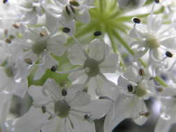 Image of Mantegazzi's Cow-Parsnip