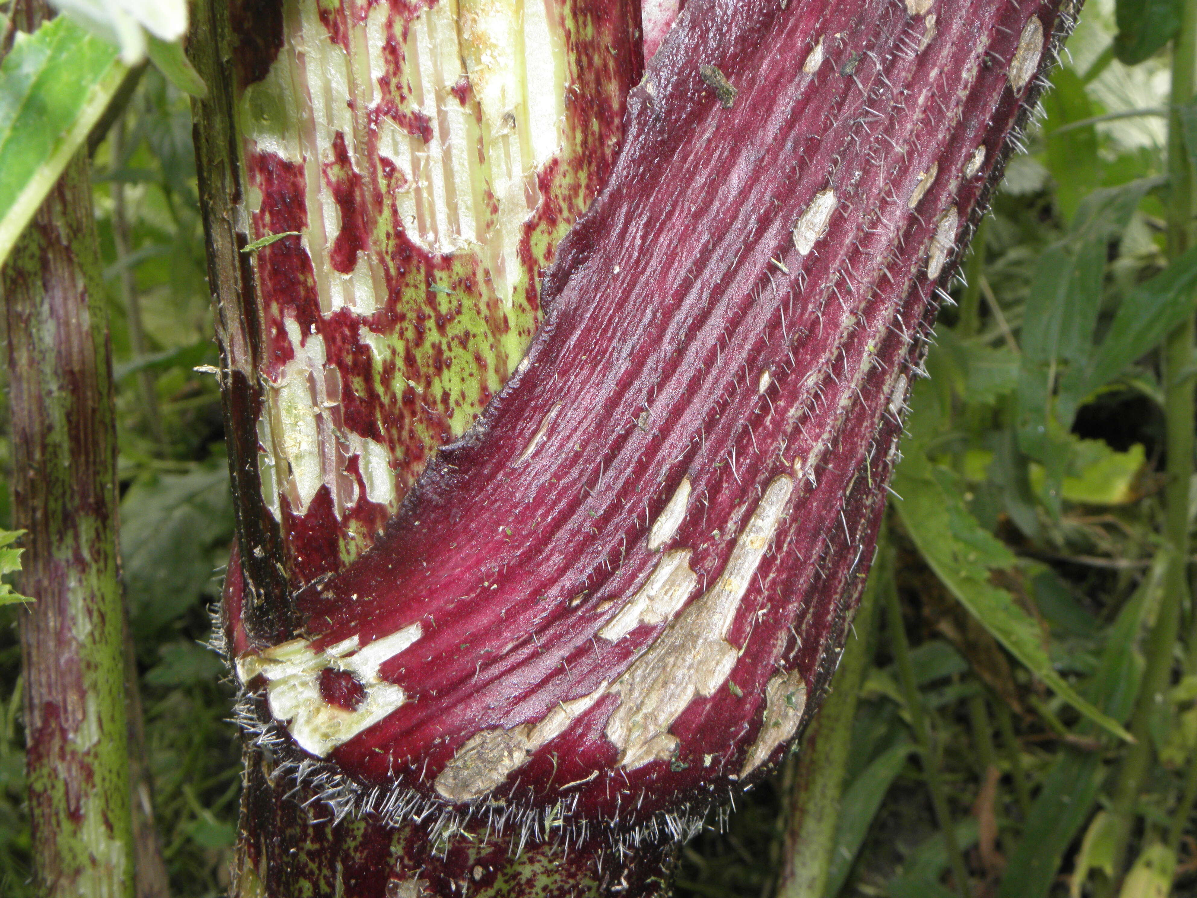 Image of Mantegazzi's Cow-Parsnip