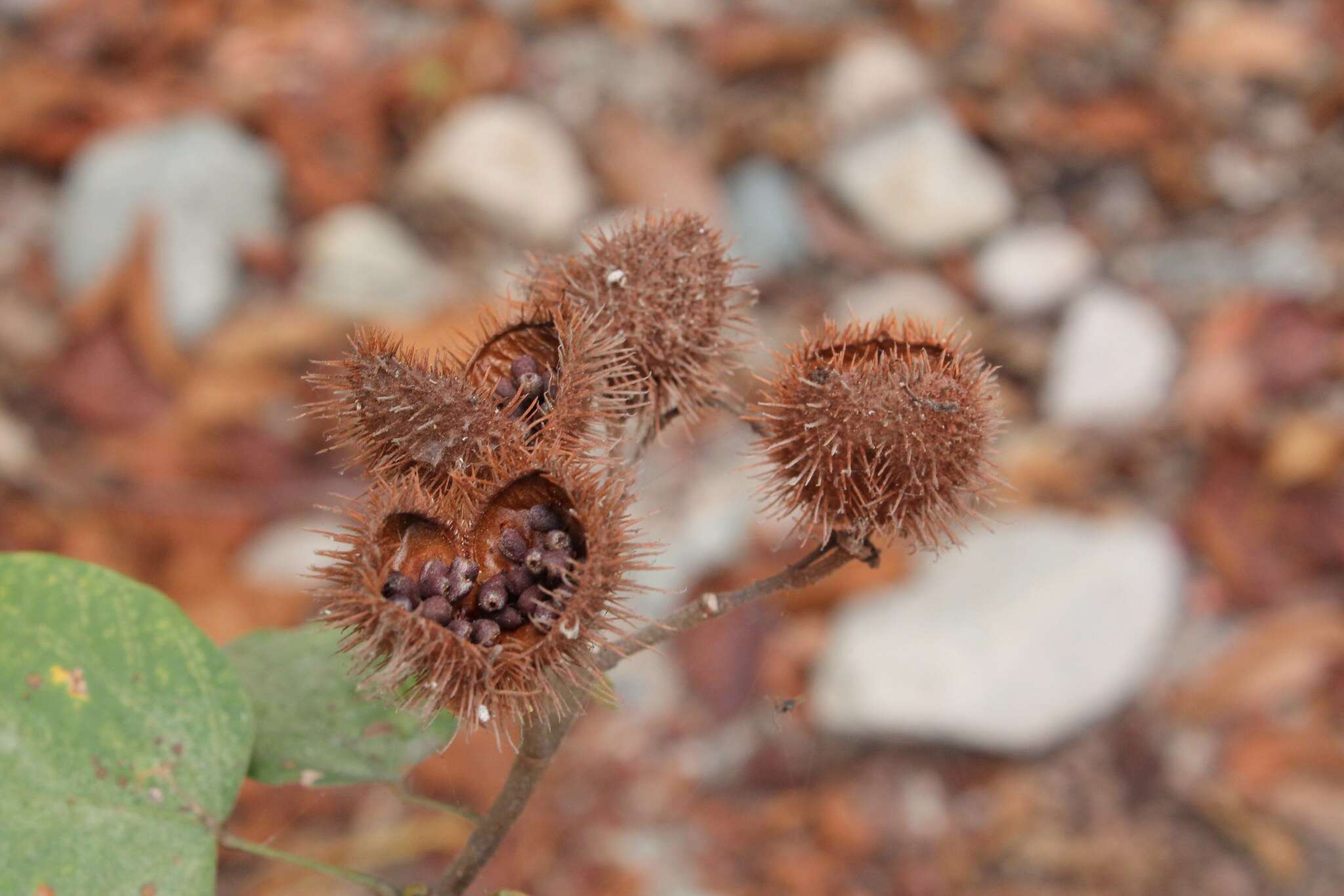 Image of Achiote