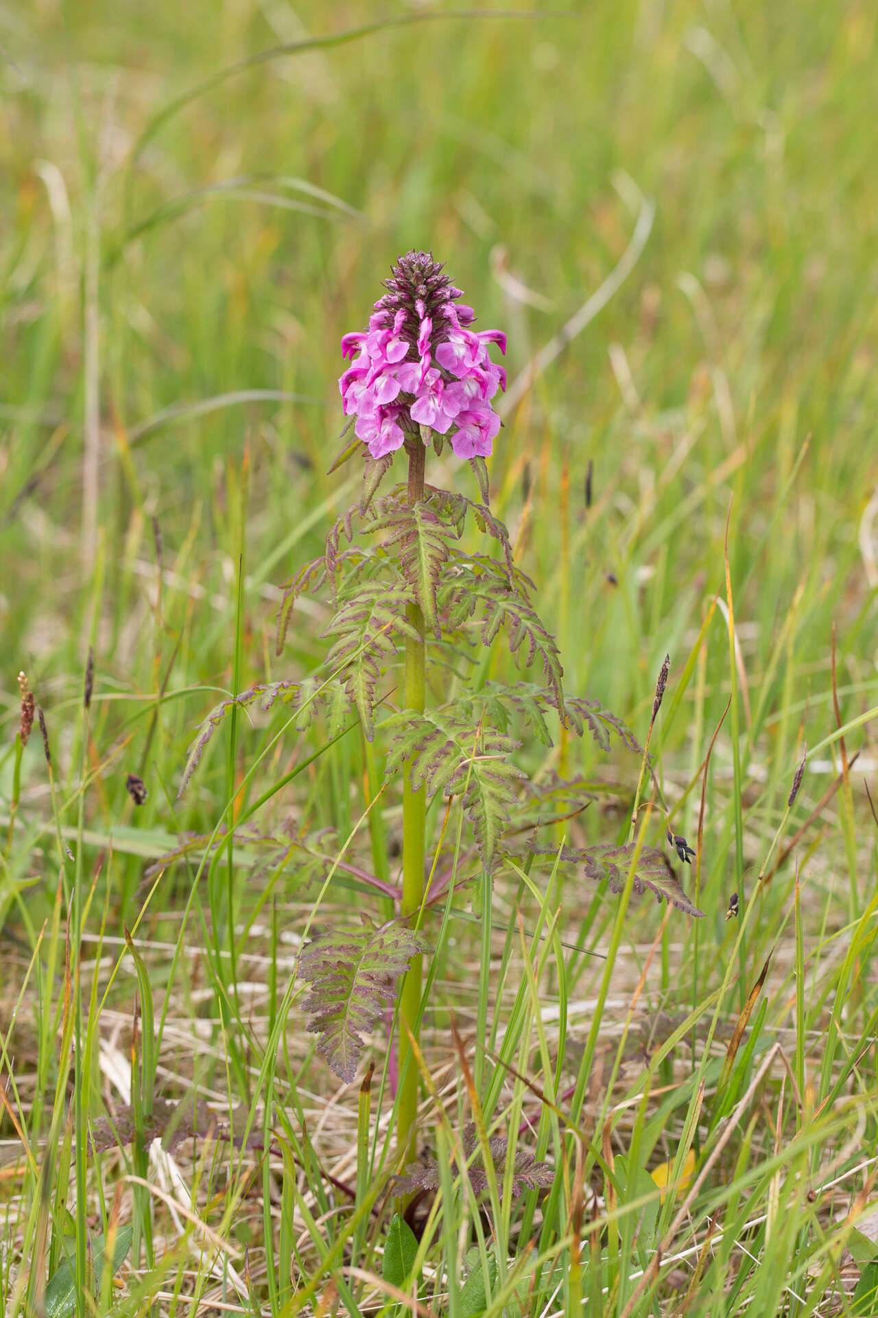 Слика од Pedicularis chamissonis Stev.