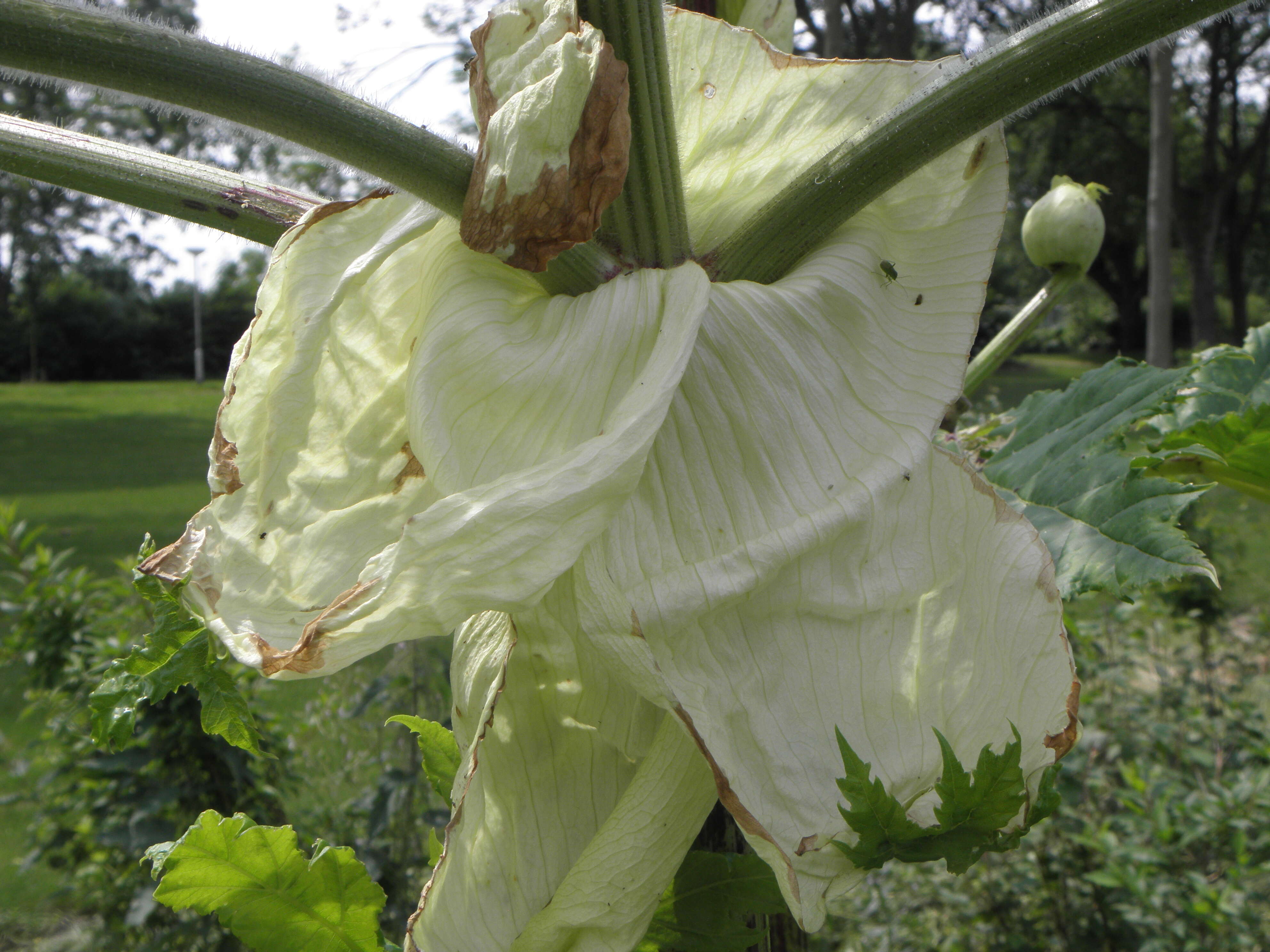 Image of Mantegazzi's Cow-Parsnip