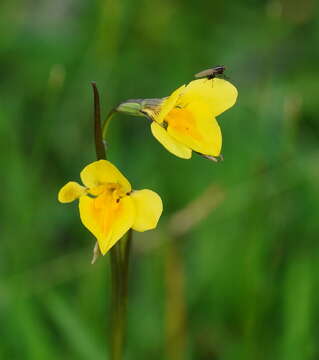 Image of Highland golden moths