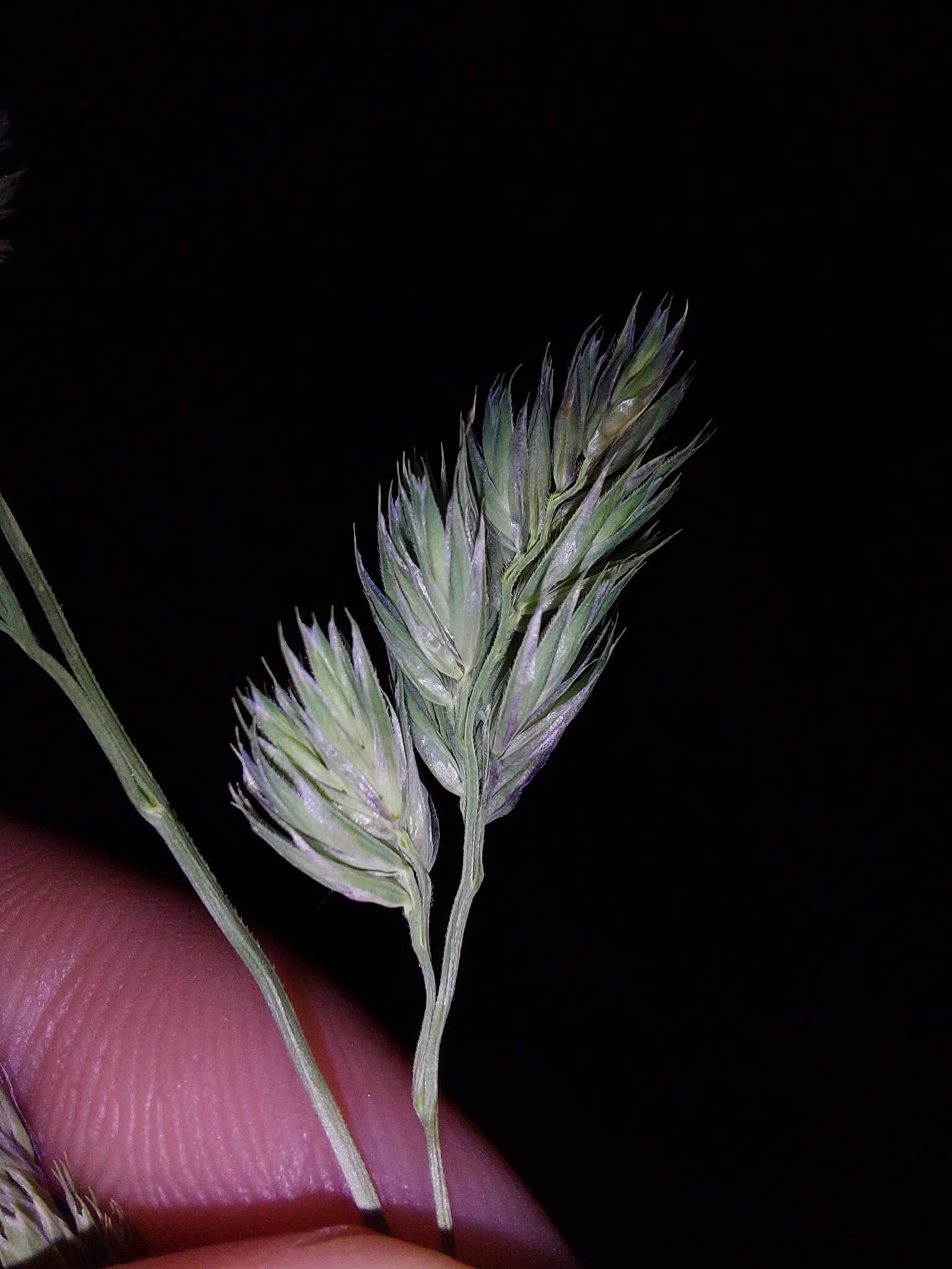 صورة Dactylis glomerata subsp. glomerata