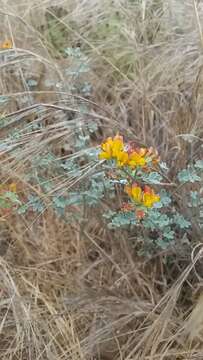 <i>Acmispon argophyllus</i>的圖片