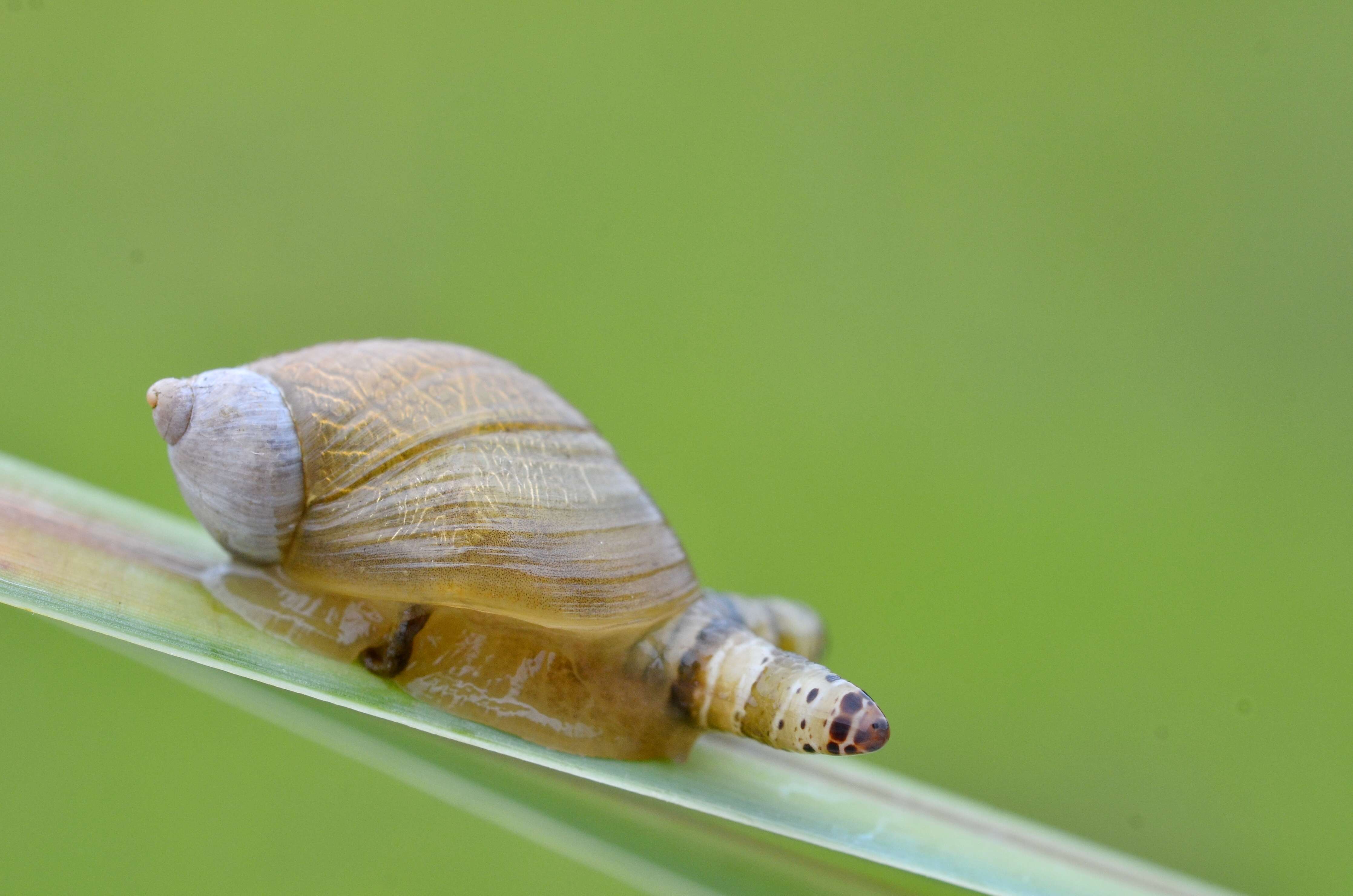 Sivun Brachylaimoidea kuva