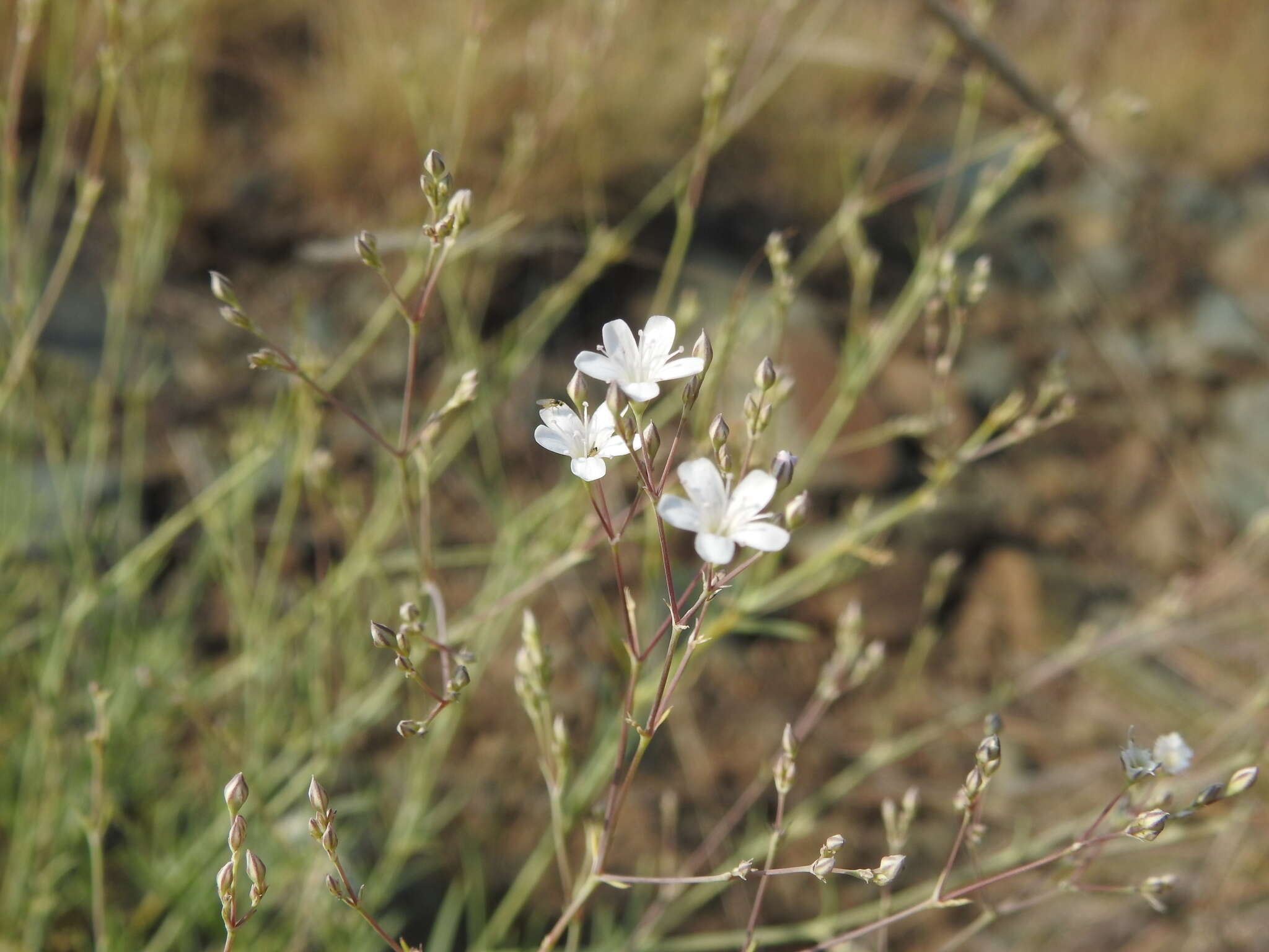 Image de Gypsophila patrinii Ser.