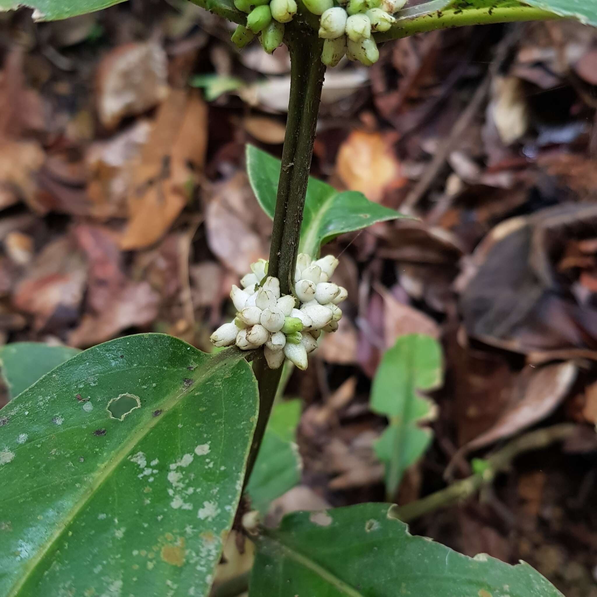 Image of Oldenlandia cristata